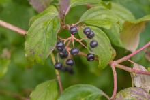 Graines de la bourdaine