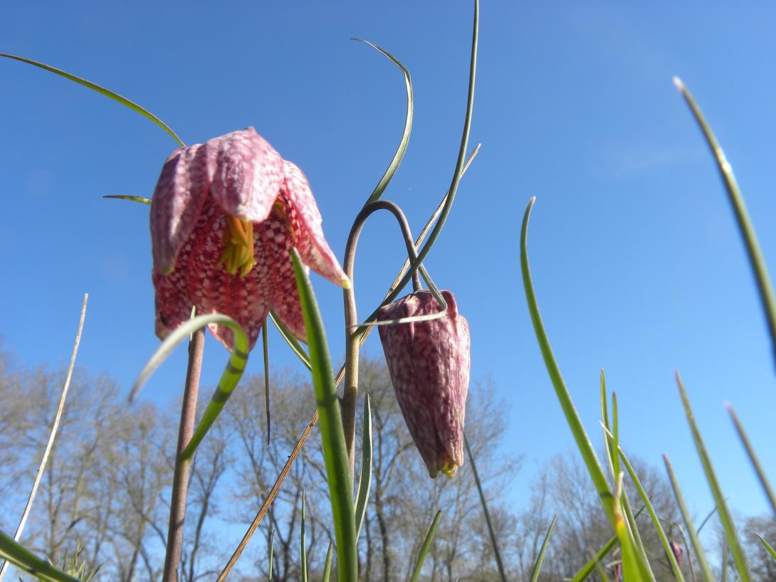 fritillaire